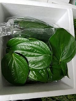 Betel Leaf/FreshLeaf, Paan Leaves 10 Pcs For Pooja/Ediable. Uk Seller