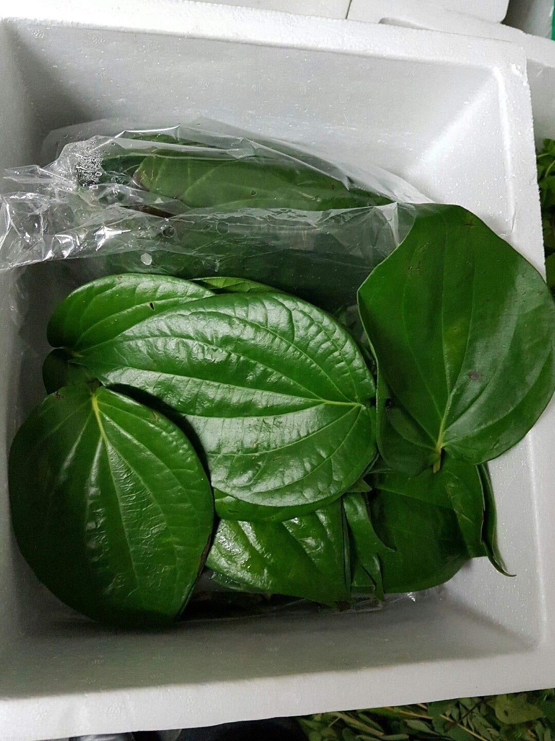 Portal Cool Betel Leaf/FreshLeaf, Paan Leaves 10 Pcs For Pooja/Ediable. Uk Seller
