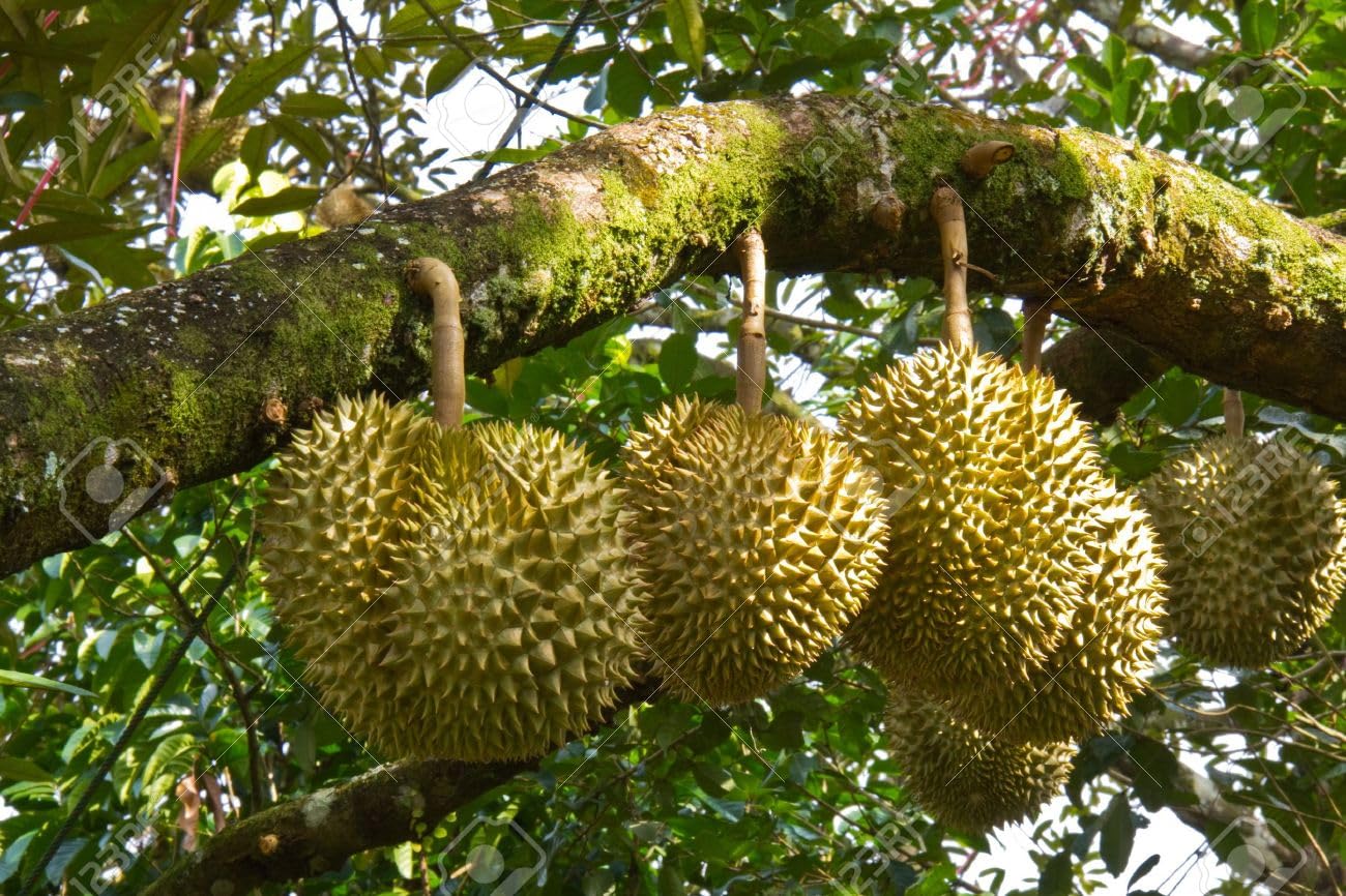 Durian Healthy Fruit Plant & Tree For Gardening Hybrid Durian Live Plant (Grafted, Pack Of 1) (B0BDWHB6K5) Amazon Price History, Amazon Price Tracker