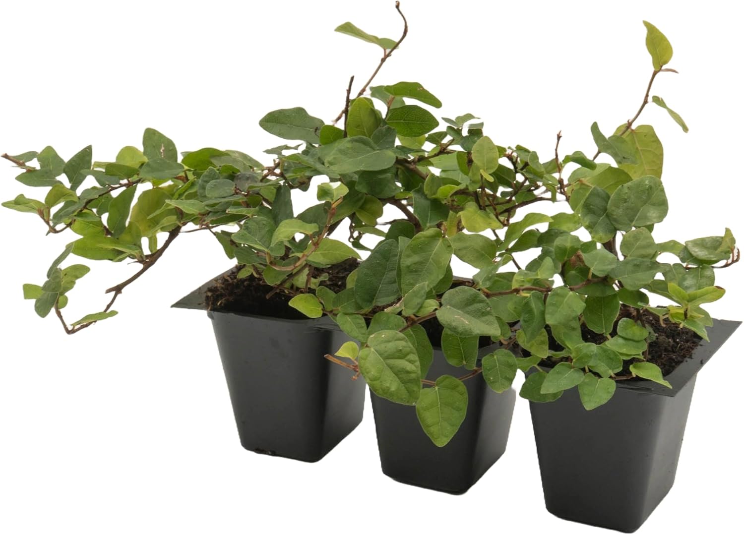 3 Creeping Fig, Live Plants – Ficus Repens – Fast-Growing & Versatile Climbing Vine in 2.5” Nursery Cubes – Perfect for Living Walls, Topiaries, Ground Cover & Indoor/Outdoor Decor
