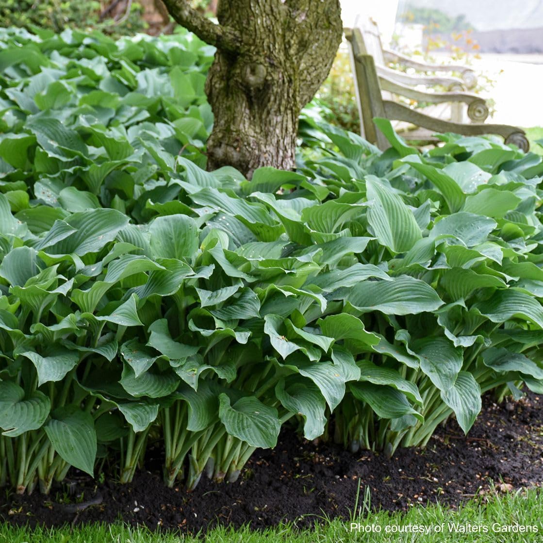 Perennial Farm Marketplace Hosta x 'Blue Angel' (Plantain Lily) Perennial, Size-#1 Container, Deep Bluish Leaves with White Flowers