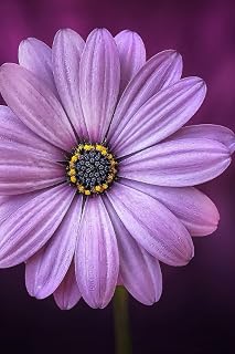 Purple Flower Journal