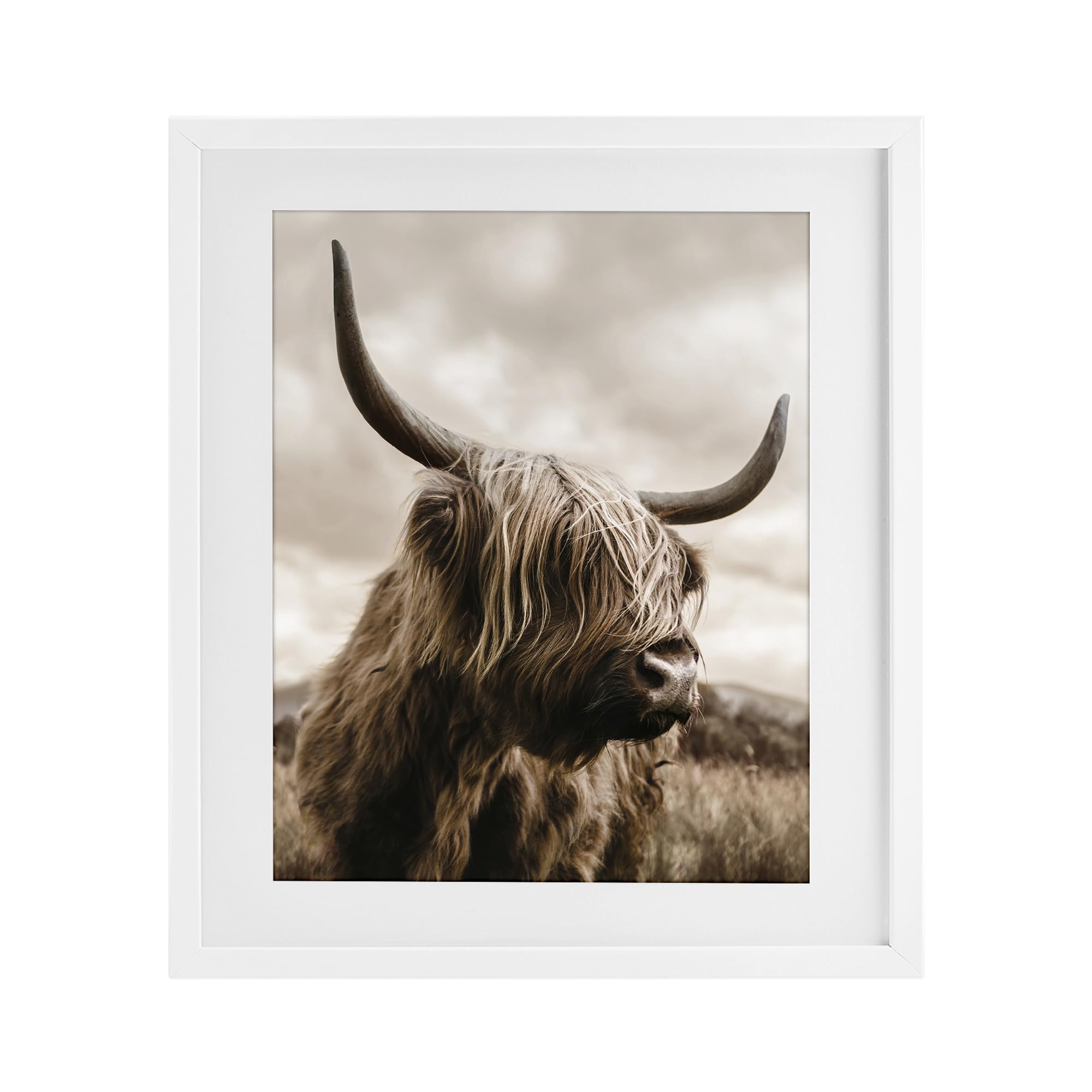 Stupell Industries 'Highland Cow on Windswept Moor', Framed Print Under Glass, White, 17 x 21 Inches, Easy to Hang and Sturdy, Made in USA, by CAD Designs