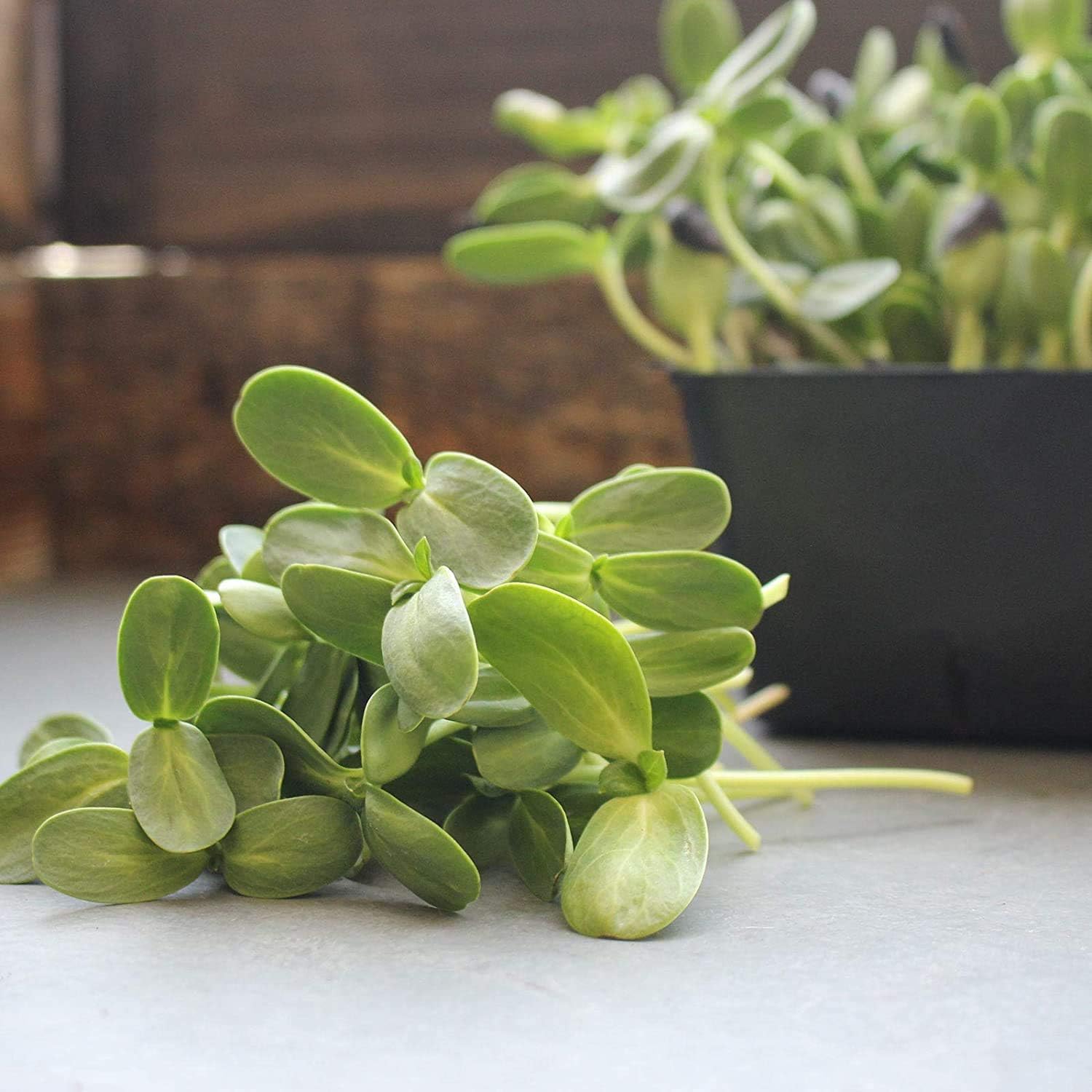 Soil Based Microgreens Seeds Assortment: 5 Lbs of Organic Sunflower, Buckwheat, Speckled Pea - 4 Oz of Cilantro, Ruby Red Swiss Chard, Detroit Beets Seeds for Micro Greens Growing