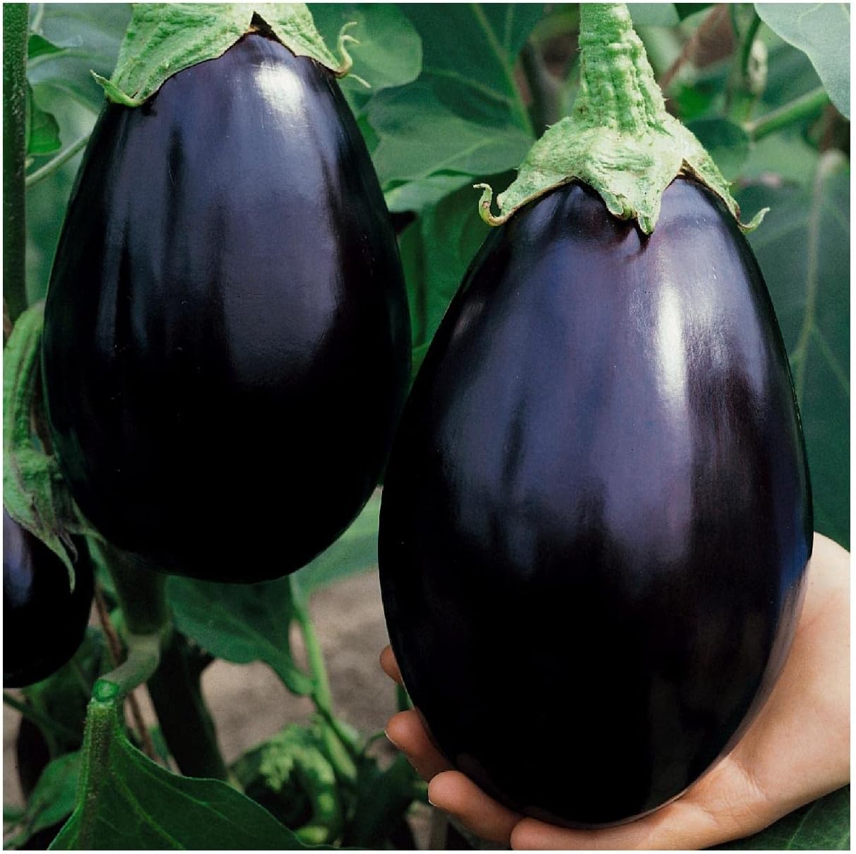 Everwilde Farms - 1 Lb Black Beauty Eggplant Seeds - Gold Vault