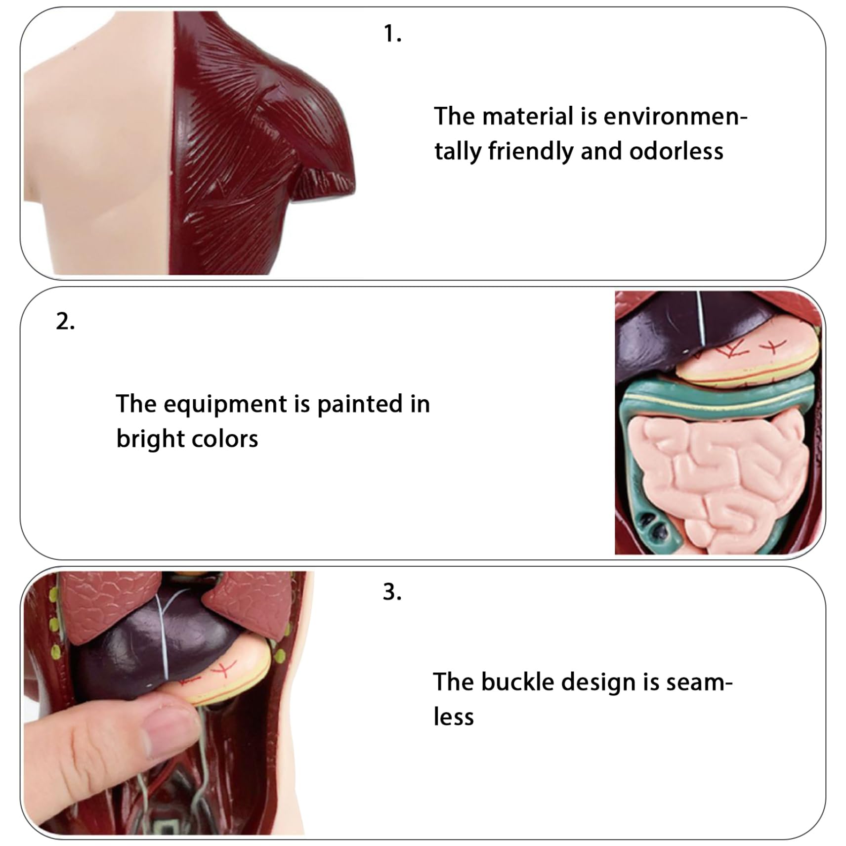 Model ciała człowieka dla dzieci, realistyczna zabawka anatomiczna 9,6 cala z 6 wyjmowanymi częściami organów, interaktywna zabawka edukacyjna dla dzieci w wieku 6+ lat