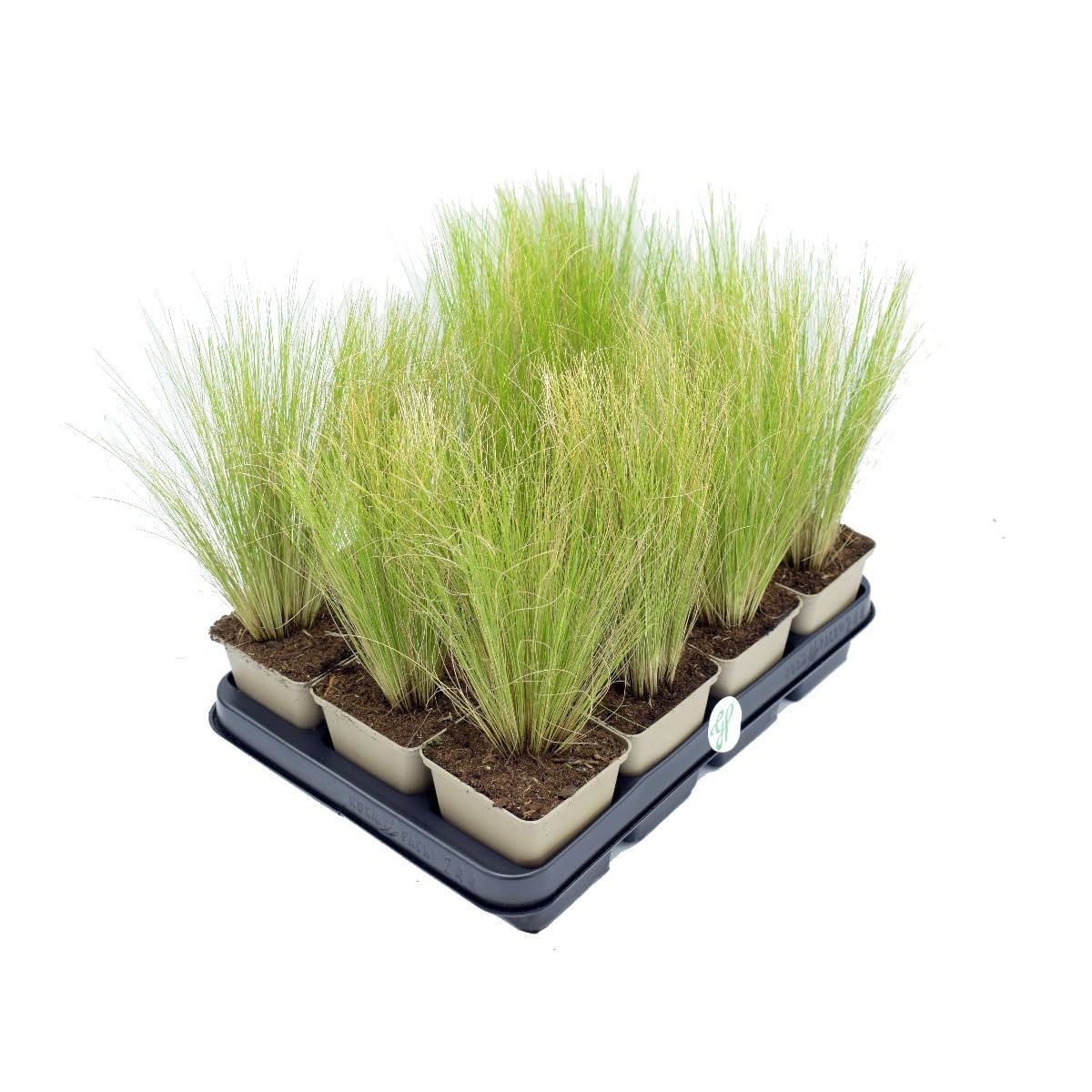 12 x Stipa tenuissima 'Pony Tails' - Federgras - Ziergras für sonnige Standorte