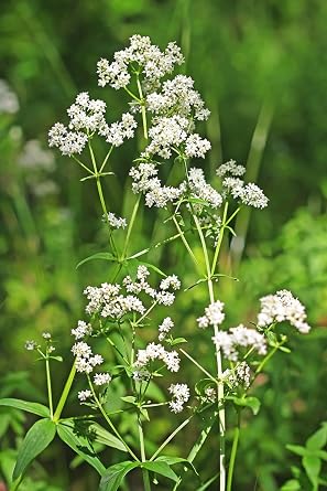 Health Embassy Lady's Bedstraw (Galium Verum) Tea (100g)