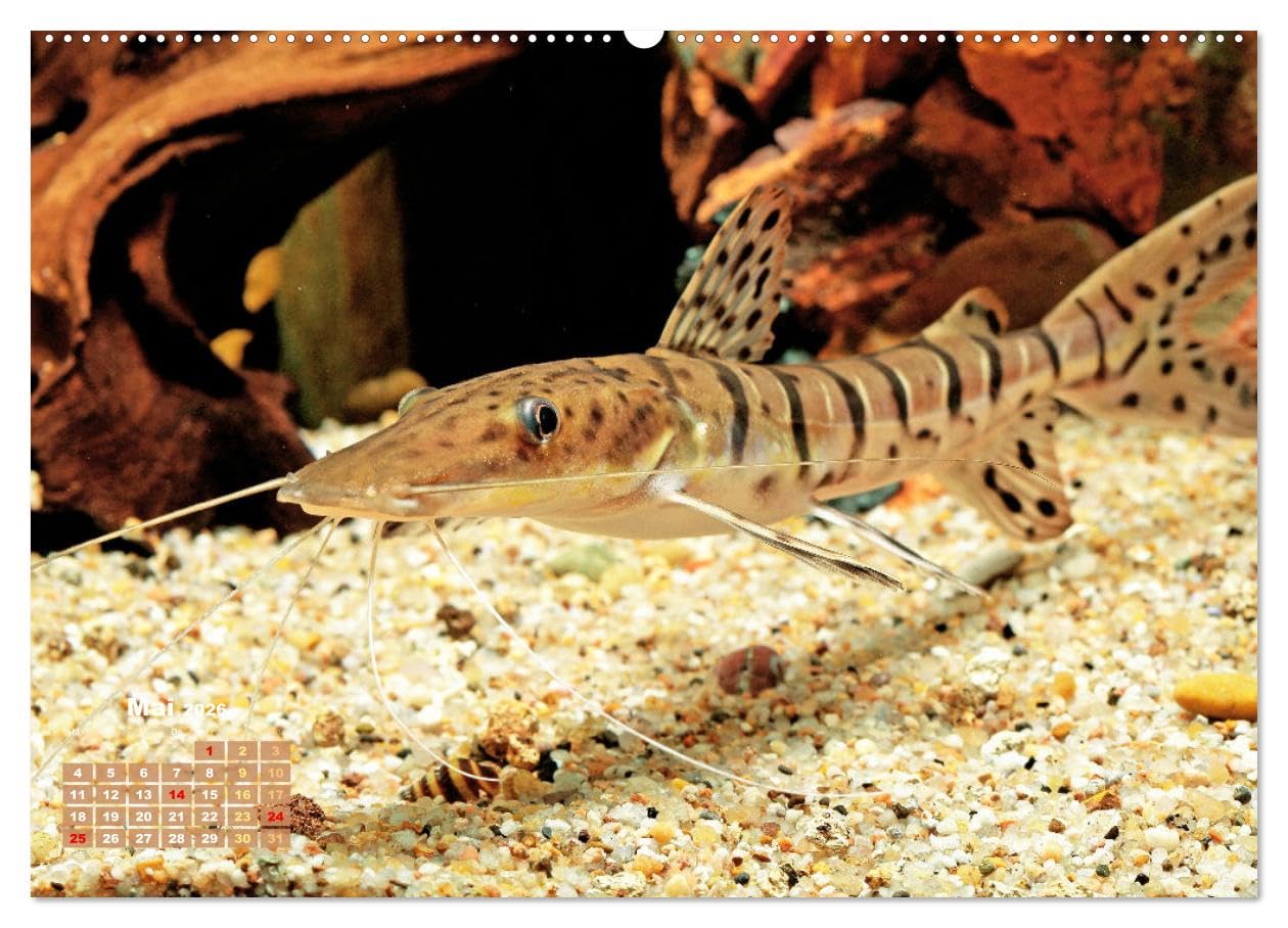 Glanz im Aquarium: Süßwasserfische (hochwertiger Premium Wandkalender 2026 DIN A2 quer), Kunstdruck in Hochglanz: Schönheiten im Aquarium - ... und Zebrabärbling (CALVENDO Tiere)