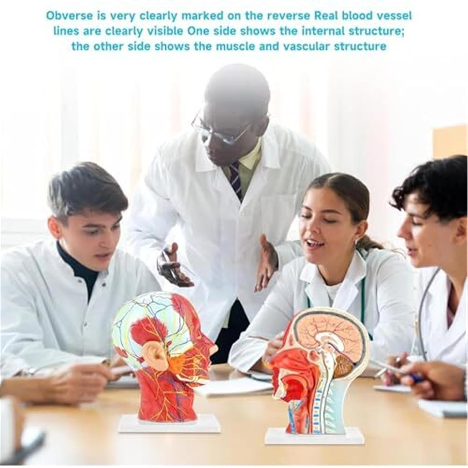 A Human Half Head Neurovascular and Facial Anatomical Medical Model with Muscle Structure
