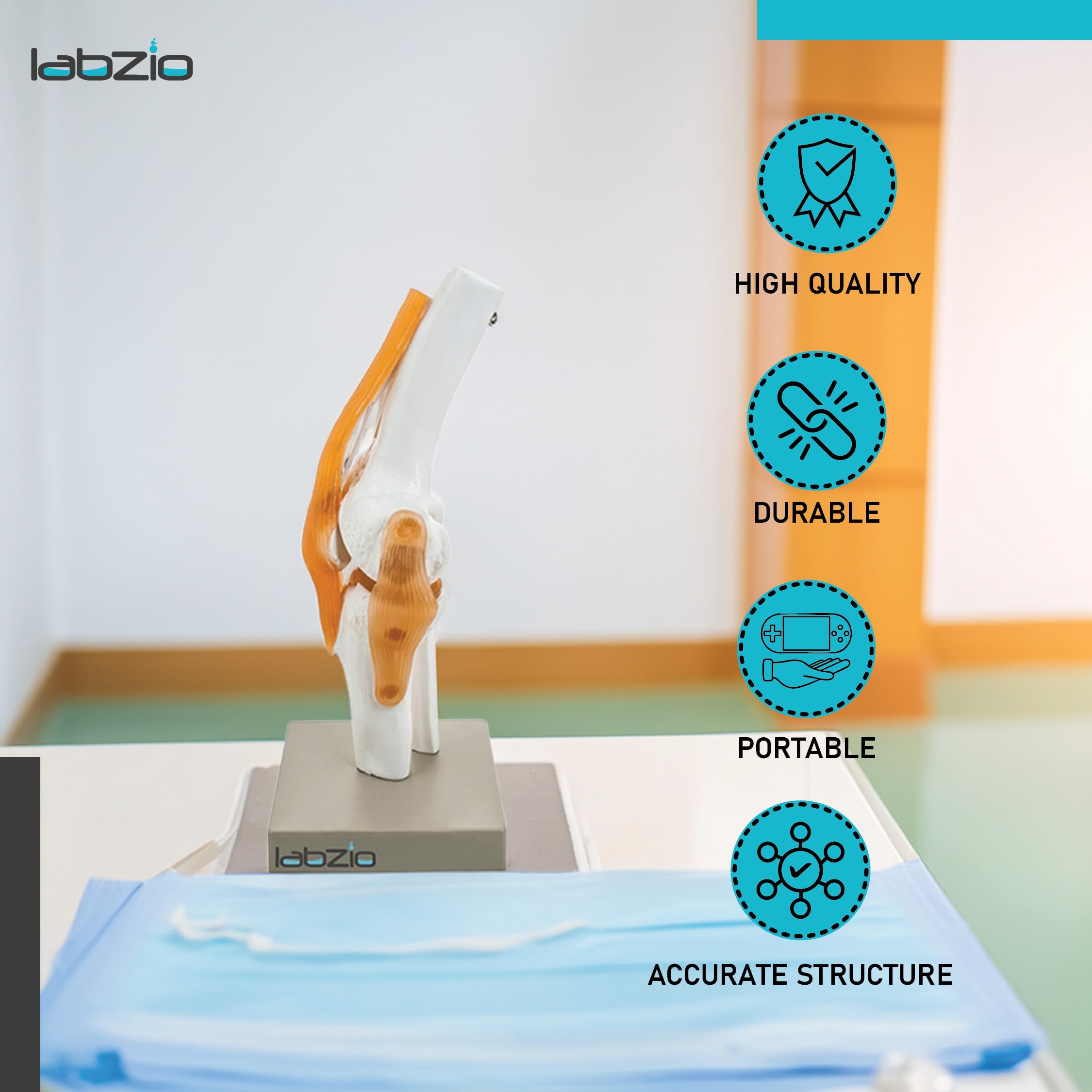 LABZIO by EISCO - Premium Human Knee Joint Model with Ligaments Flexible 1:1 Scientific Life Size with Premium Display Base Best Teaching Tool for Patient Education & Anatomy Study 2