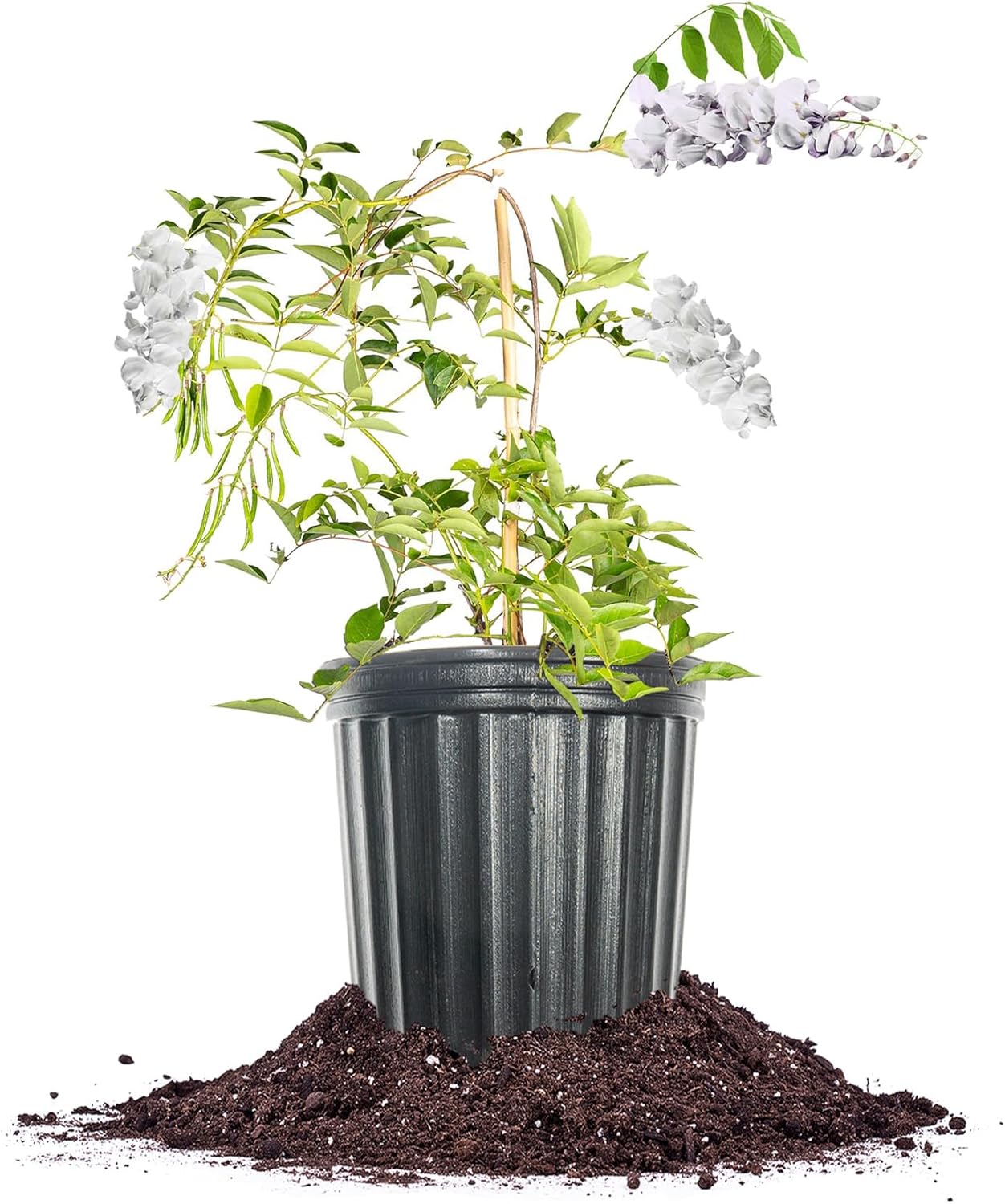 Perfect Plants White Wisteria Vine | 1 Gallon Fragrant Flowering Vine with Creamy White Delicate Blooms