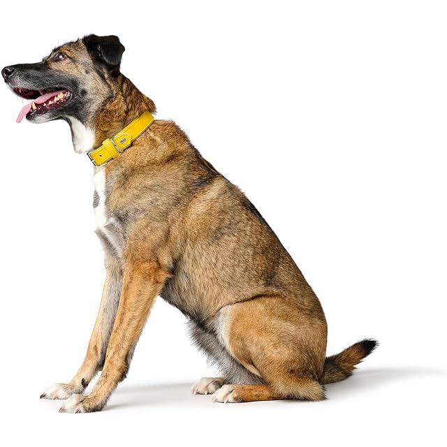Foto 5 de 7 de HUNTER Collar para Perro Amalfi, Color Amarillo, Vegano, Piel sintética con Aspecto de napa, Suave