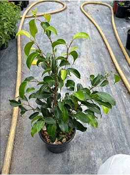 Yeşil Benjamin Bitkisi Ofis Salon Çiçeği Hediyelik 30-60Cm