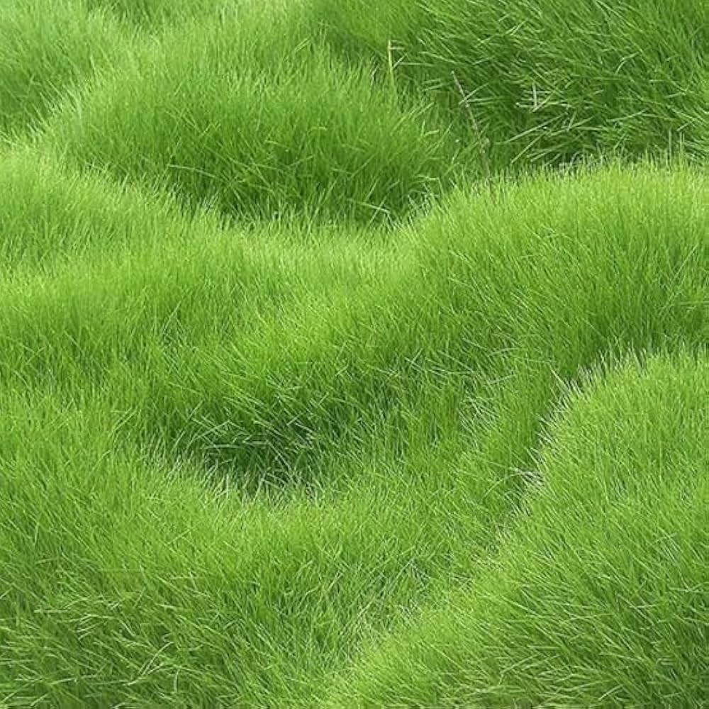 Premium American Imported Bermuda Lawn Grass Seeds for Home and GardeningGrass Seeds for All-Season Mix, Natural Green Coverage(pack of 7000+) A_4