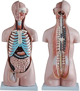 Study Model Skeleton 85 cm Human Asexual Torso Model 20 Parts Half-Body Torso Anay Model with Internal Organs Anaical Model SaiFei