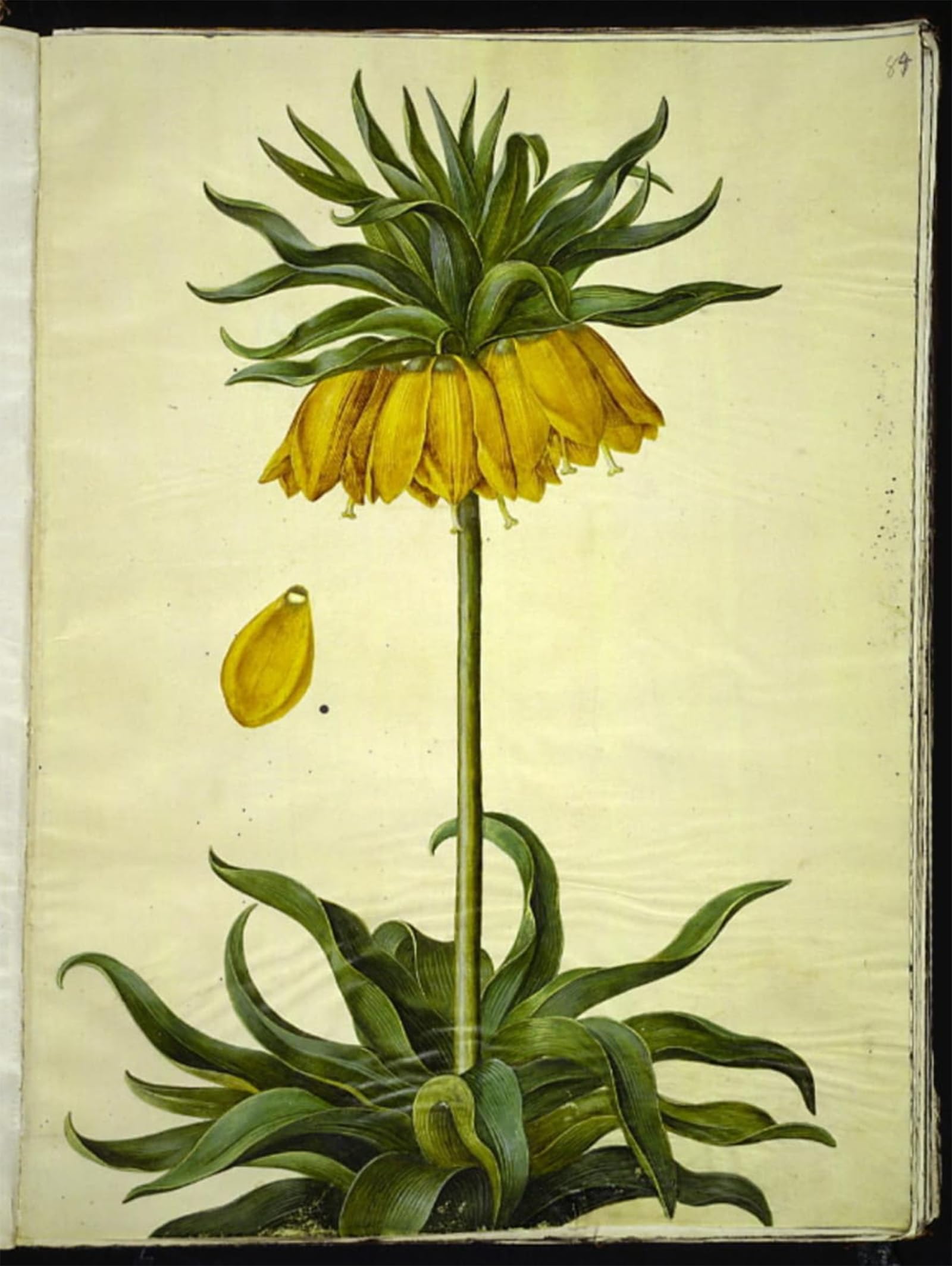 Posteriik No Frame Famous Print Pop Art Wall Art Graffiti Fritillaria Imperialis By Hans Simon Holtzbecker Art Prints For Home Decor 60X90cm