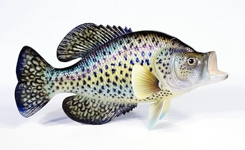 Miniatura 5 de Pintado a mano estatua de Crappie Juego Fish Replica 15" Pequeño Punto