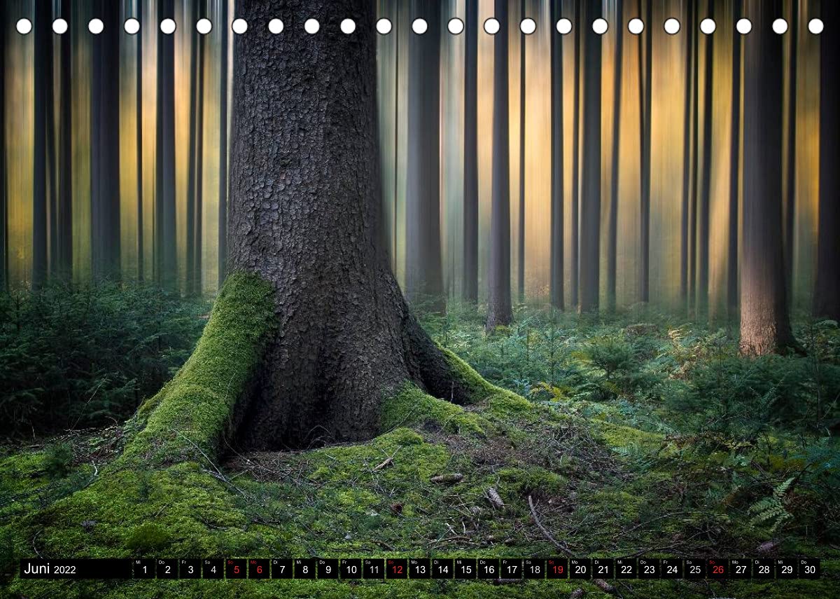 Zauberhafter Sachsenwald (Tischkalender 2022 DIN A5 quer): Impressionen aus dem Sachsenwald (Monatskalender, 14 Seiten ) (CALVENDO Natur)