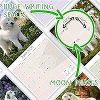 Vista 369 de Razas de Perros 2017