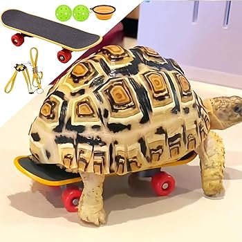 Amazon | カメの強化おもちゃ、カメのトレーニング スケートボード