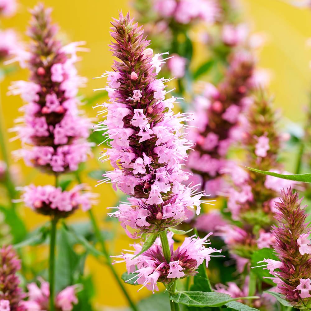 YouGarden Agastache 'Beelicious Pink', 3 x 9cm Potted, Pollinator-Friendly, Fragrant, Hardy Perennials, Great for Borders and Containers