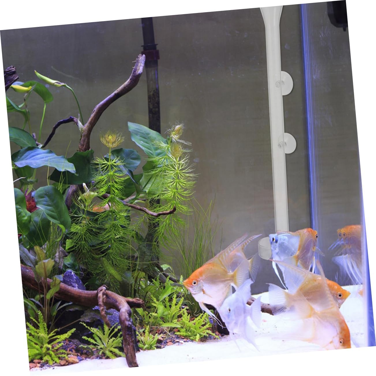 1set Shrimp Feeder Tool Kit Feeding Tray Height Sinking Food Dispenser for Fish Tank Design for Easy Observation and Non-deforming