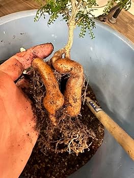 パキポディウム　グラキリス　実生5年　パキプス　ユーフォルビア Amazon.co.jp: パキプス実生5年株 タンク特大 鉢ごと ホビー