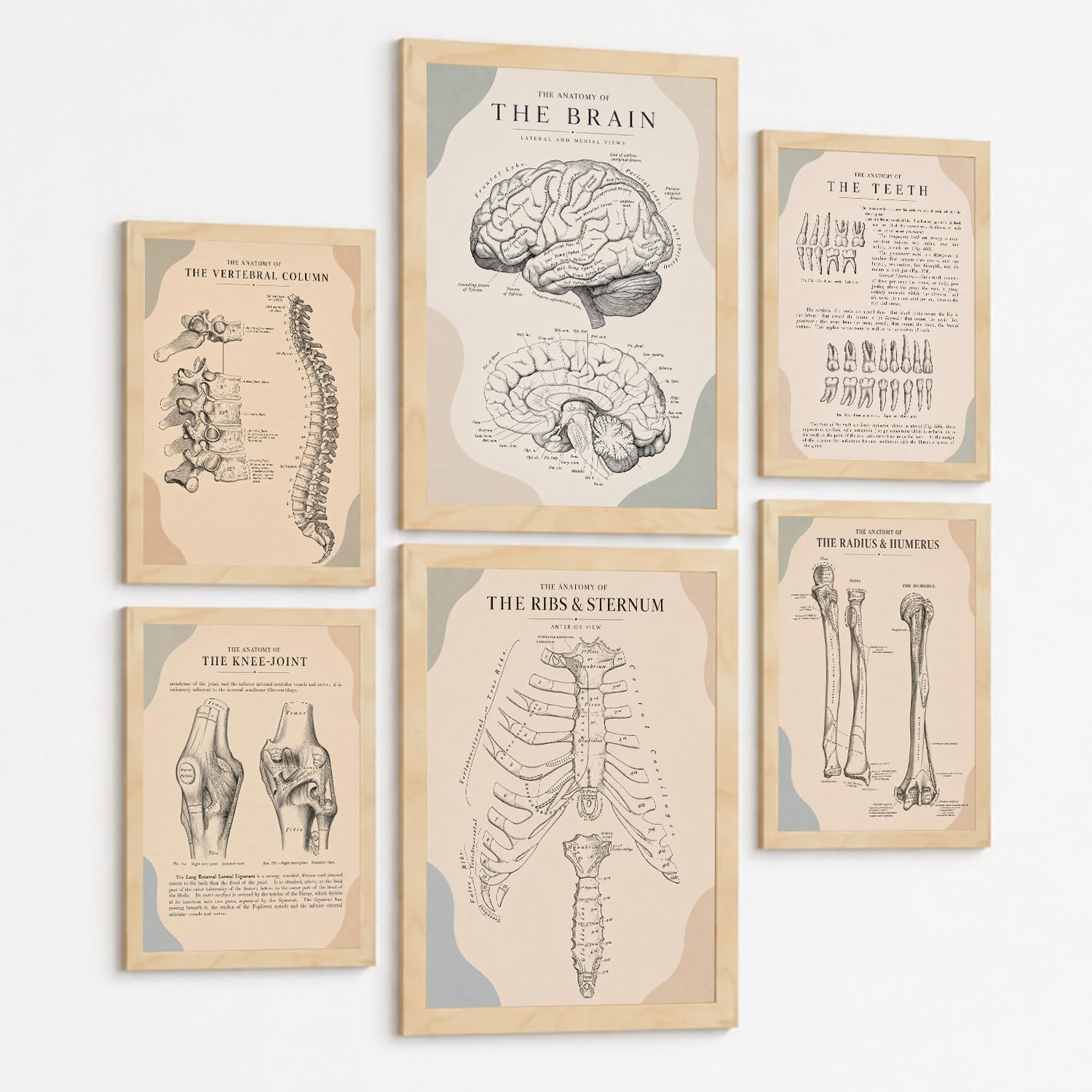Nacnic Set Of 6 Anatomy Wall Art Prints Medical Posters And Decorative Pictures With Brain Spine Teeth Ribs Sternum Knee Joint And Arm Bones Educational Medical Wall Decor A3 & A4 Lightwood Frame