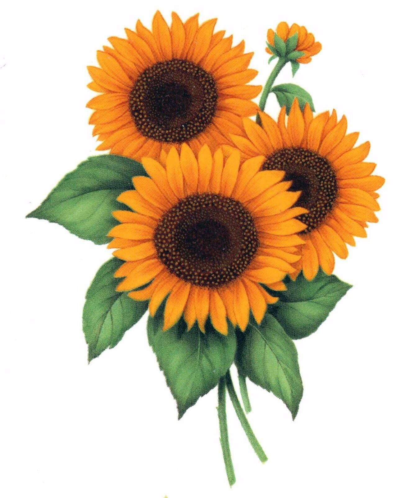 Sunflower Flower Floral Overglaze Waterslide Ceramic Decals 3 Inch (4 Decals)