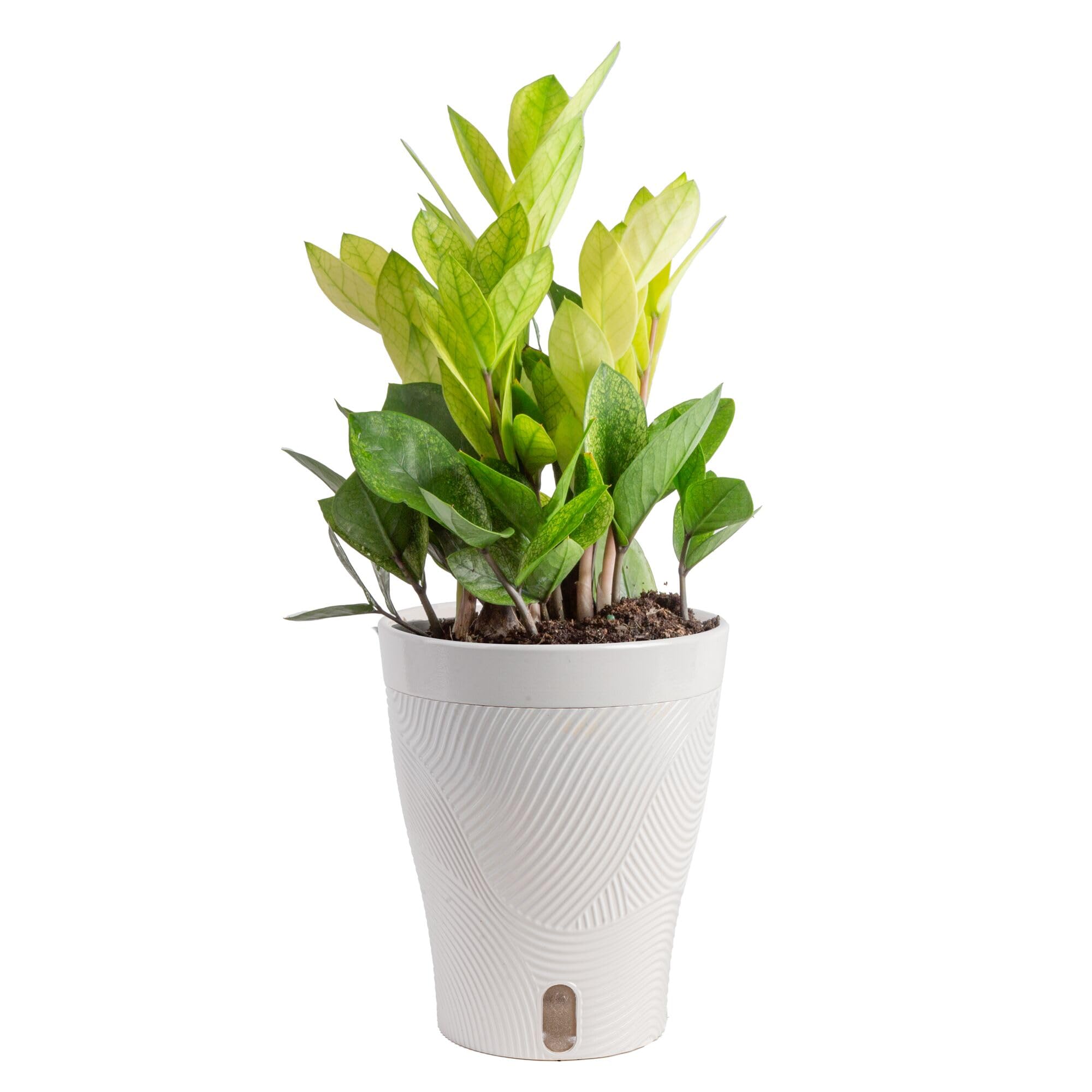 Amazon.com: Costa Farms ZZ Chameleon Live Plant in Self Watering