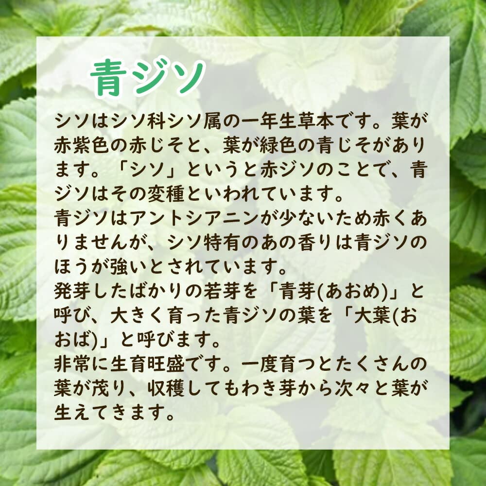 Amazon.co.jp: 【 ハーブ 】 青ジソ 苗 【 1株 】9.0cmポット しそ