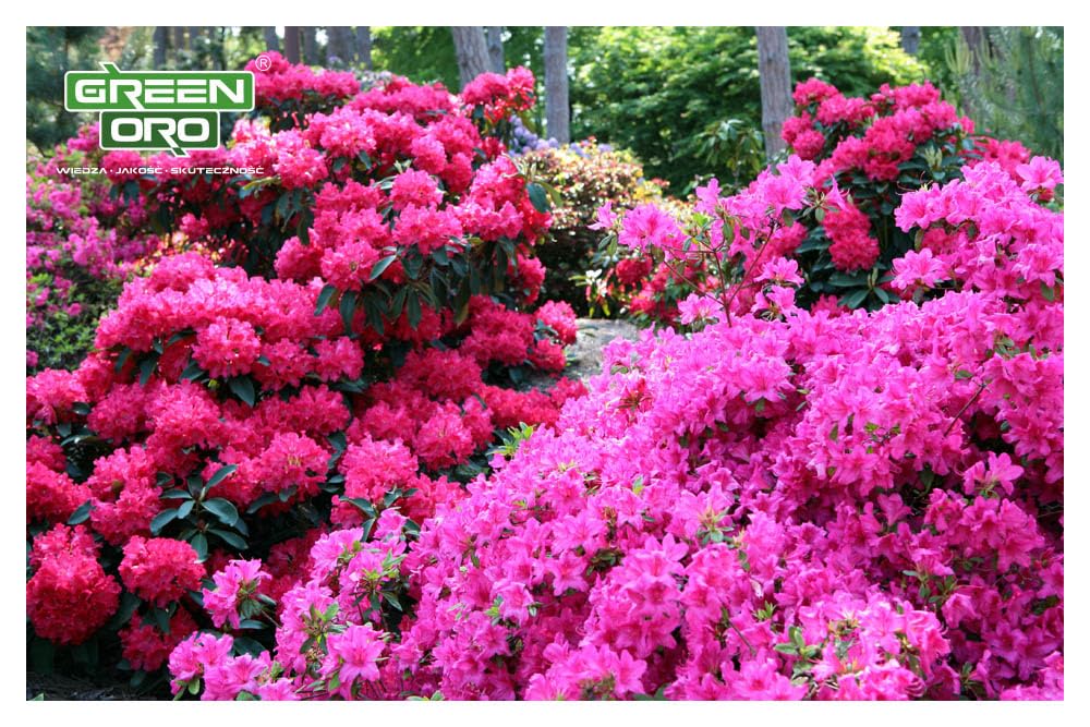 FLOWERS ACID 24KG - Długodziałający nawóz do hortensji i roślin kwasolubnych.