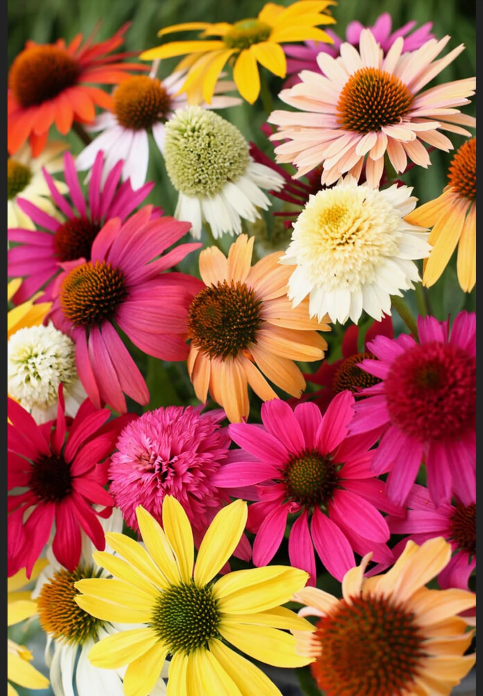 ◆ココあんじー(cocoangee)◆ ANNE COQUINE]メタリックメッセージ刺繍エコバッグ | KOBUNSHA