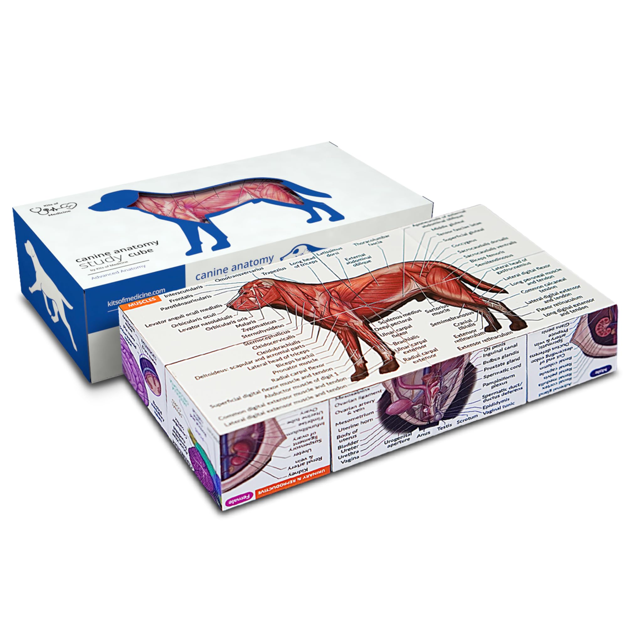 Canine Anatomy Study Cube – 3D Foldable Dog Anatomy Learning Model