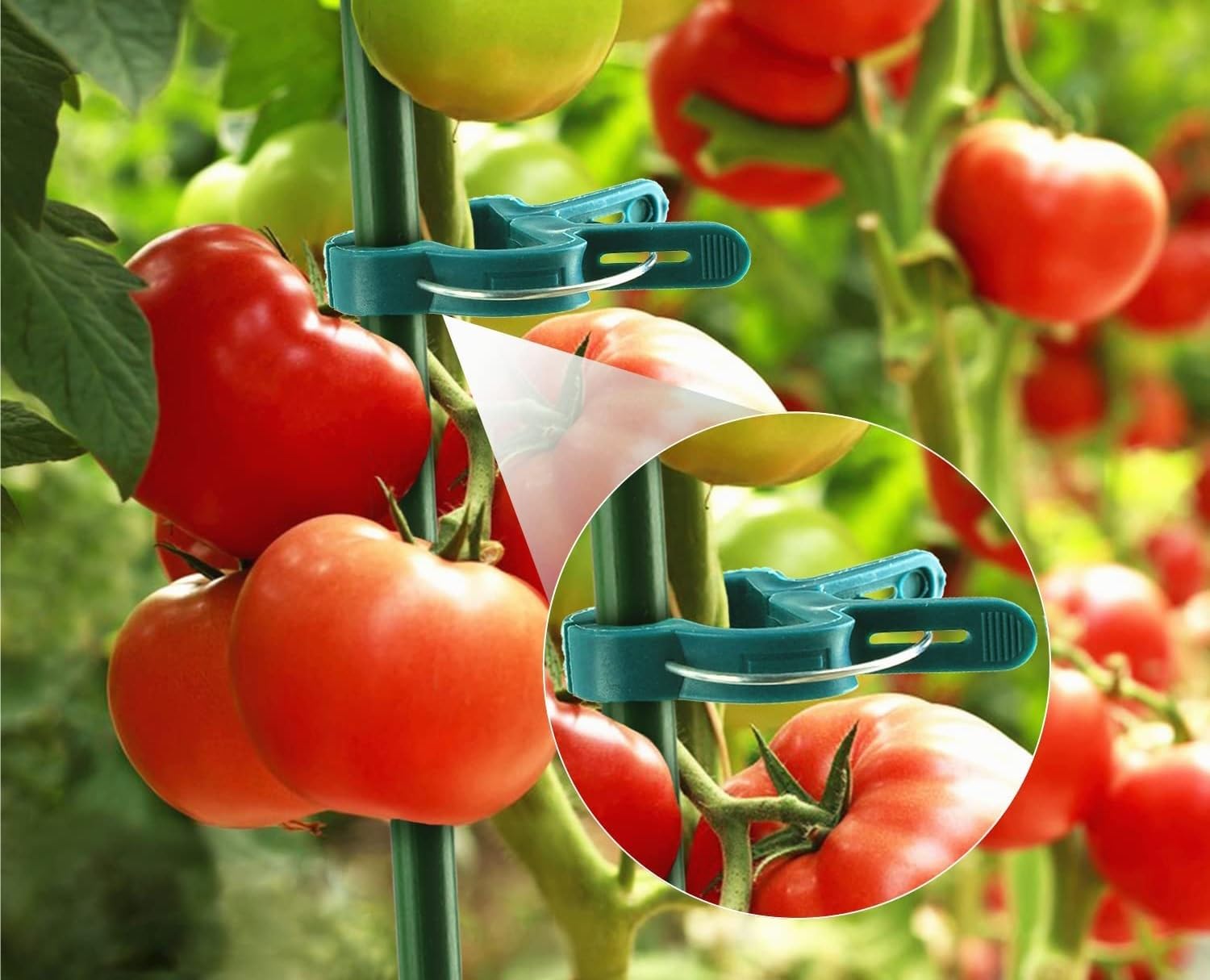 20 Grüne Pflanzenclips für Tomaten, Ranken und Kletterpflanzen(TurtleclipsingleGreen,L)