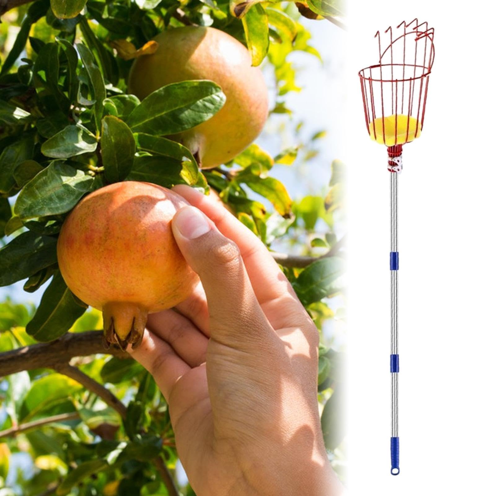 Raccoglitore Di Mango Con Asta E Cestello - Attrezzo Di Raccolta Portatile Con Asta - Raccoglitore Per Alberi Da Frutto 3,9 m | Per Frutteto Giardino Fattoria Avocado Limone Pera Arancia Pesca