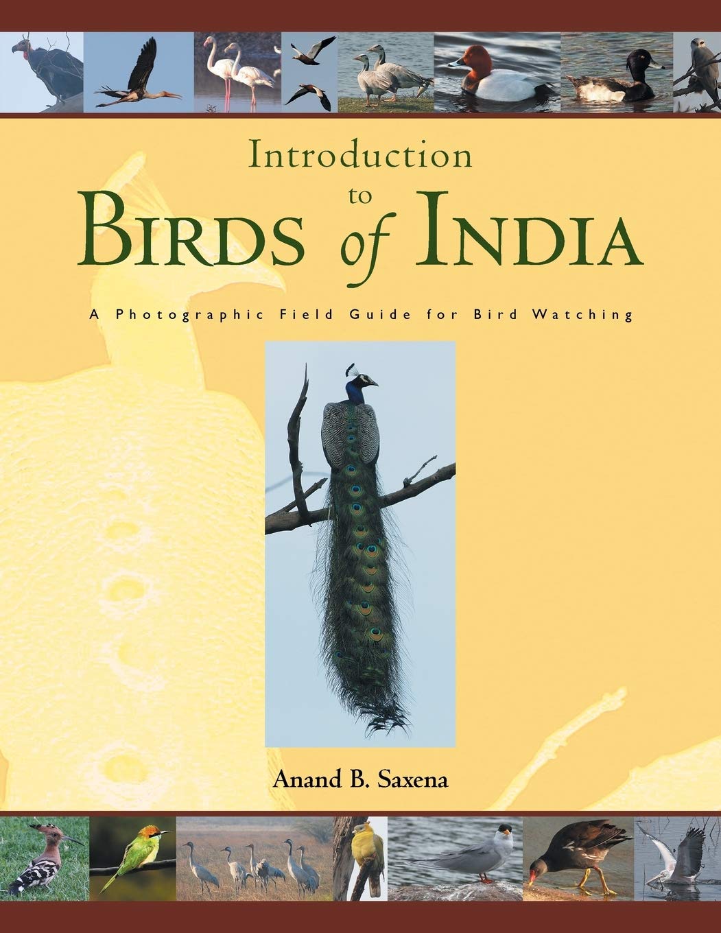 Partridge India Birds of A Photographic Field Guide for Bird Watching