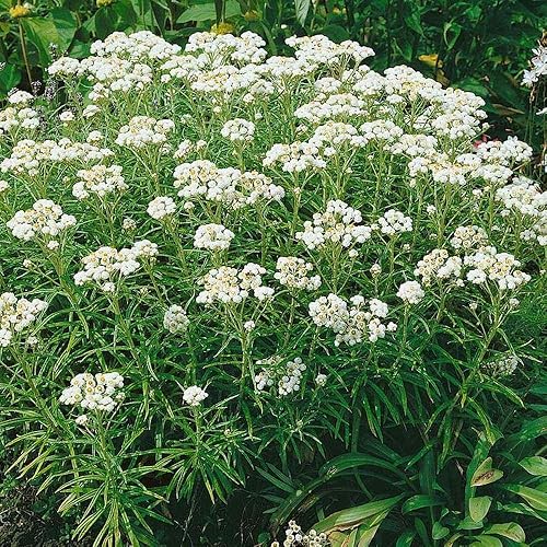 Miniatura 4 de Outsidepride Semillas perennes anaphalis margaritacea perennes perennes de flores de jardín - 500 semillas