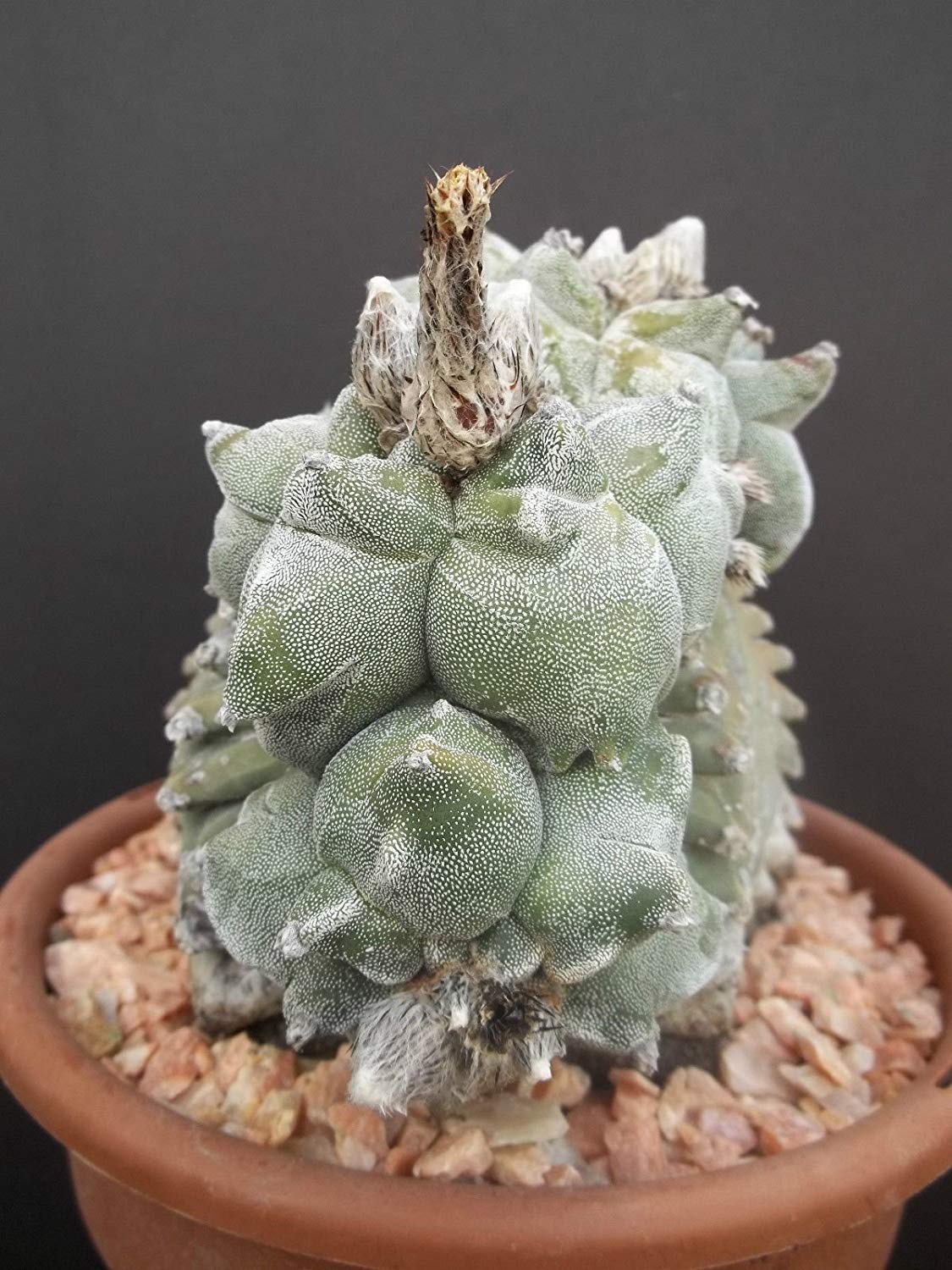 Amazon.com : Astrophytum myriostigma KIKO WHITE rare cactus cacti japan  hybrid seeds 50 SEEDS : Patio, Lawn & Garden