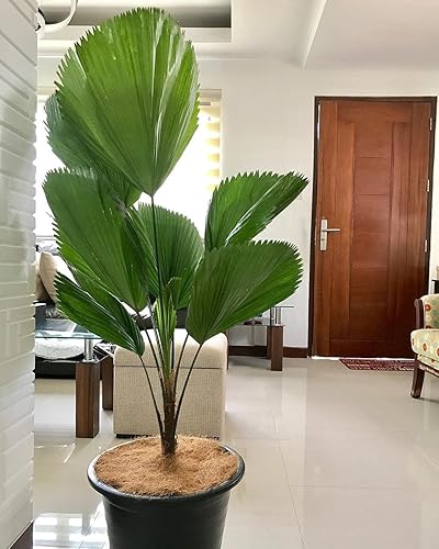 Miniatura 2 de Vanuatu Fan Palm - Palma abanico con volantes - 5 plantas vivas en macetas de cultivo de 4 pulgadas - Licuala Grandis - Palmas ornamentales