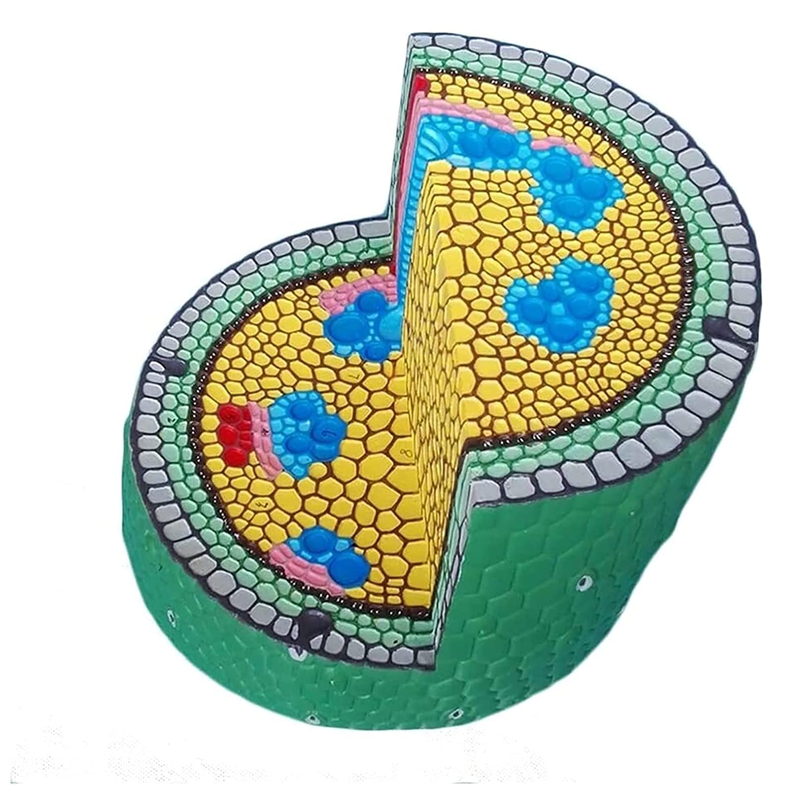 Buy Dicotyledon Stem Magnified Model, Anatomical Model, Used In Science