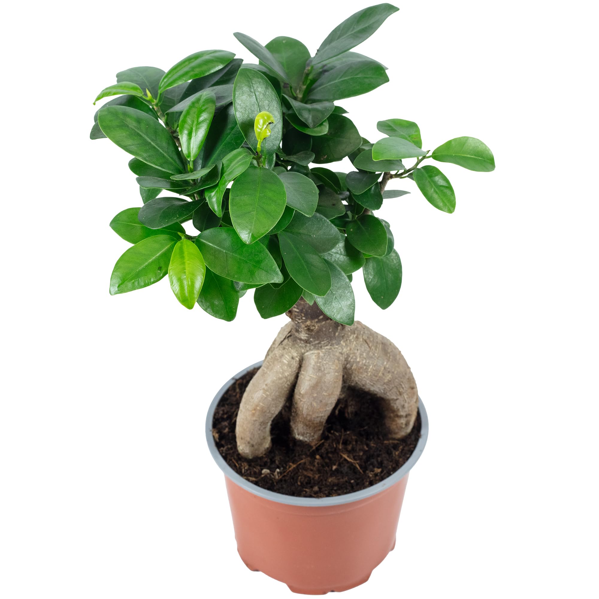 Chinesische Feige - pflegeleichte Zimmerpflanze, Ficus Ginseng - Höhe ca. 25 cm, Topf-Ø 12 cm