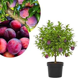 2-3 Years Old Plum Tree Live Plant, Well Rooted Sweet Plum Seedlings, Containers or Garden Beds Growing, 2-3 Feet Tall