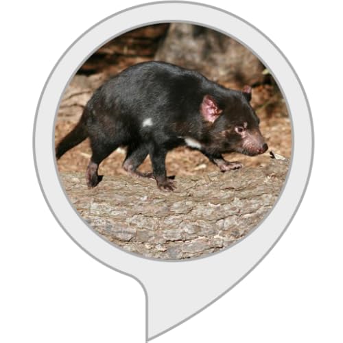 Big Tasmanian Devil Facts | WantItAll