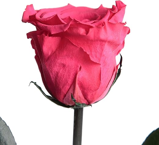 Eternal Rose with Handle - Real Fuchsia Rose 30-35cm Long - 3 Years Long - Preserved Rose for Table Flower Pot in Modern Apartment Decoration - Best Friend Gift (Magenta)