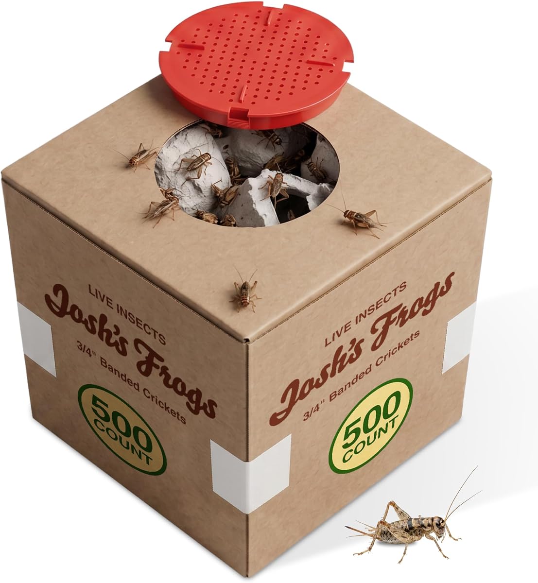 Josh's Frogs Grillos alimentadores con bandas de 3/4" para mascotas (500 unidades) | Grillos de alimentos con proteínas de almacenamiento prolongado, presa activa saludable para geckos leopardo, dragones barbudos, ranas arbóreas, ranas, pájaros, murciélagos