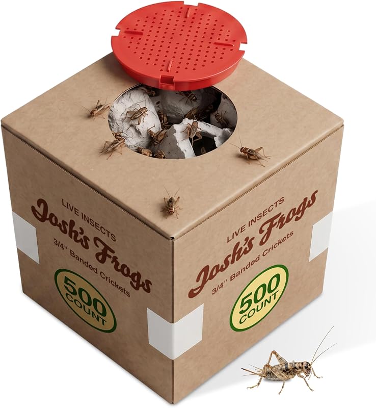 Josh's Frogs Grillos alimentadores con bandas de 3/4" para mascotas (500 unidades) | Grillos de alimentos con proteínas de almacenamiento prolongado, presa activa saludable para geckos leopardo, dragones barbudos, ranas arbóreas, ranas, pájaros, murciélagos