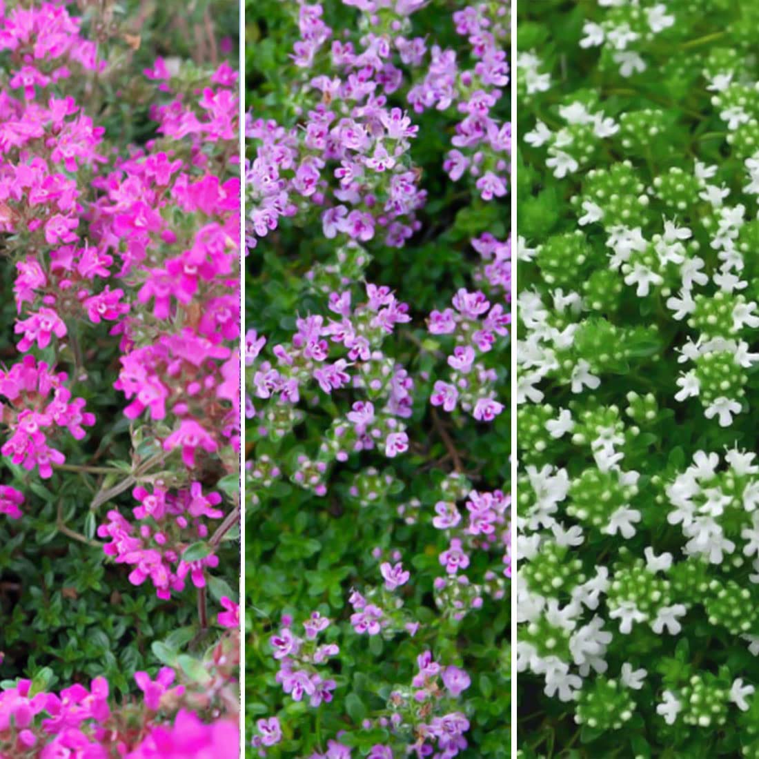 Buy Creeping Thyme Thymus serpyllum , Home Garden ing by Heavy Torch (White, 10 ) Online at