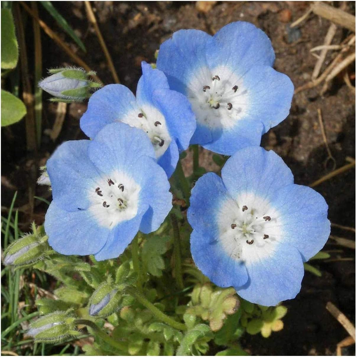 Everwilde Farms - 1 Lb Baby Blue Eyes Native Wildflower Seeds - Gold Vault